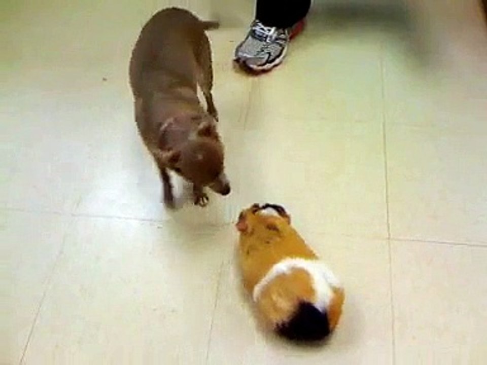 penel and norbert