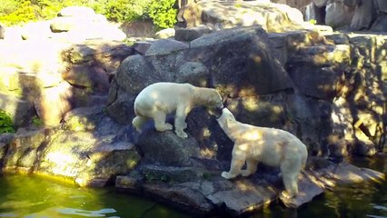 Zoo Berlin - Knut der Eisbär "ruhe er in frieden"