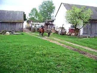 Ogier zimnokrwisty Cenar