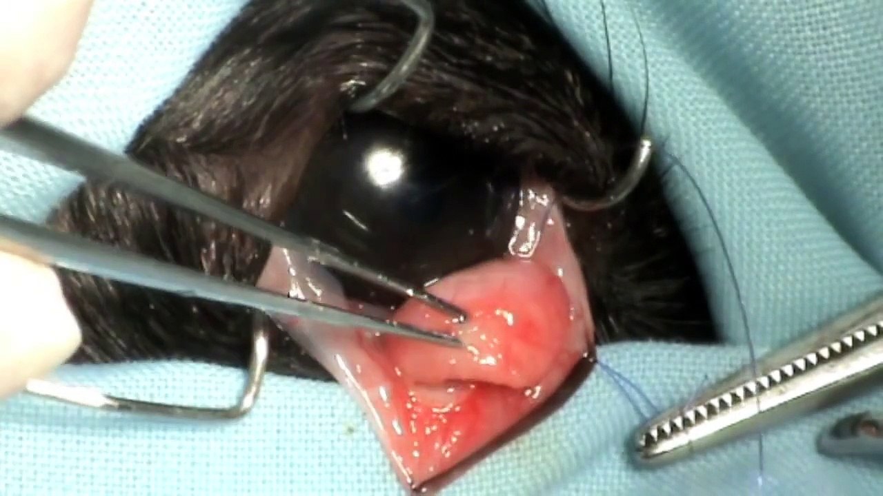 Tecnica Morgan para resolver el prolapso de la glándula lagrimal empleando un laser de CO2