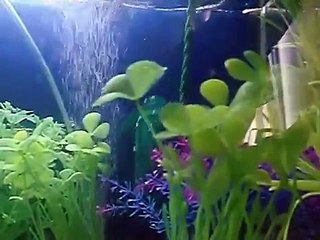 My aquarium fish Behaviour Before It died