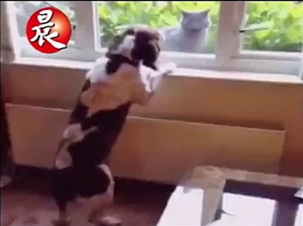 Big war dogs and cats funny animal - funny vidoes, funny vidios