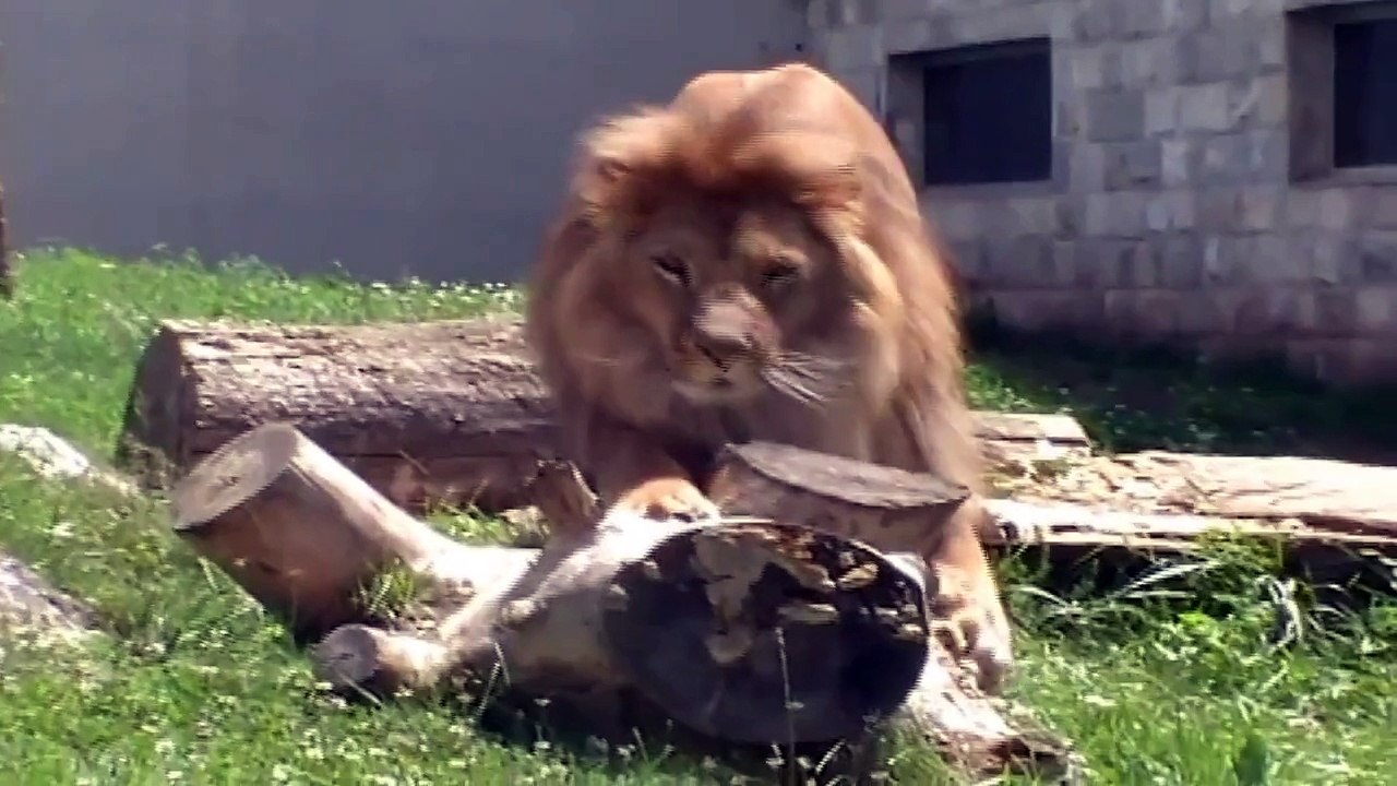 Look That Funny and cute Animal - Lion - Compilation 2015