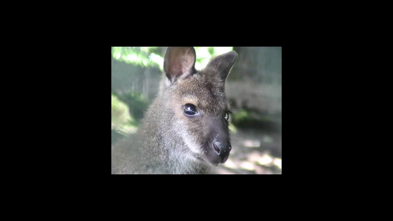 Look That Funny and cute Animal - Kangaroo - Compilation 2015