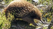 Why Do Echidnas Have Four-Headed Penises?