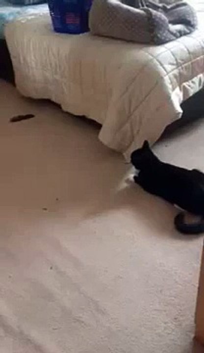 Crazy cat