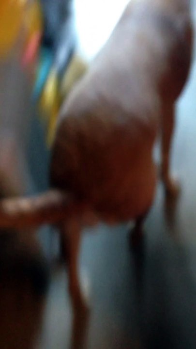 Military homecoming (our dog hasn't seen him in 6months)