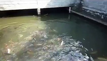 ternak pola hcs Ikan & Kambing P  Sagiman Sleman