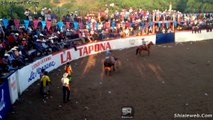 SUPER JARIPEO EXTREMO EN LA TAPONA SAN LUIS POTOSI MEXICO VALIENTES JINETES MONTAN A LOS TOROS MAS SALVAJES PARA LOGRAR LAS MEJORES MONTAS JULIO 2015