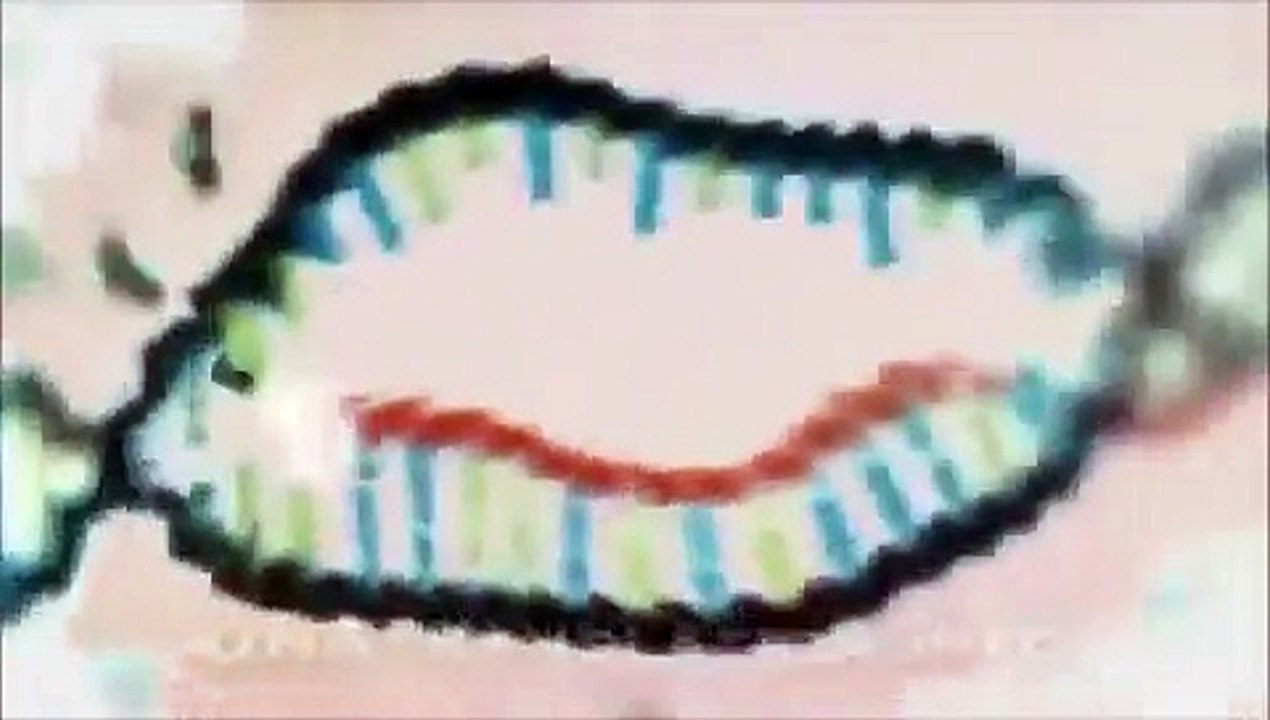 Protein synthesis, DNA translation, m-RNA transcription