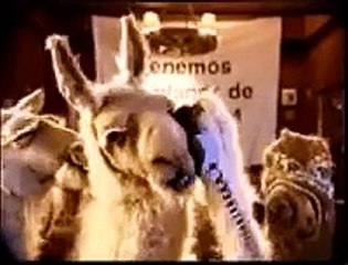 propaganda telecom la llama que llama, el chanchito.avi
