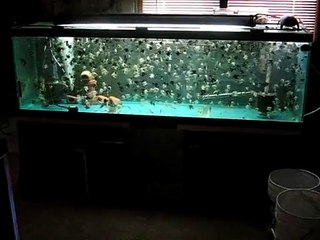 Angelfish just swimmin
