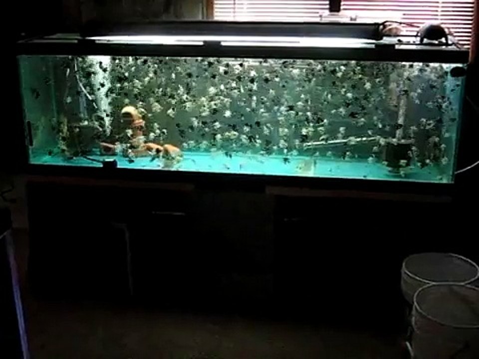 Angelfish just swimmin