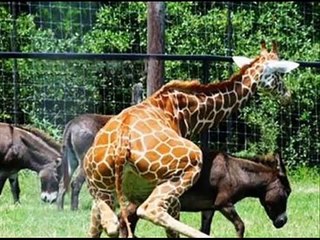 Animais em Momentos Críticos 5