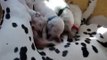 Caprilli Dalmatians | Breeders of AKC registered Dalmatian Puppies