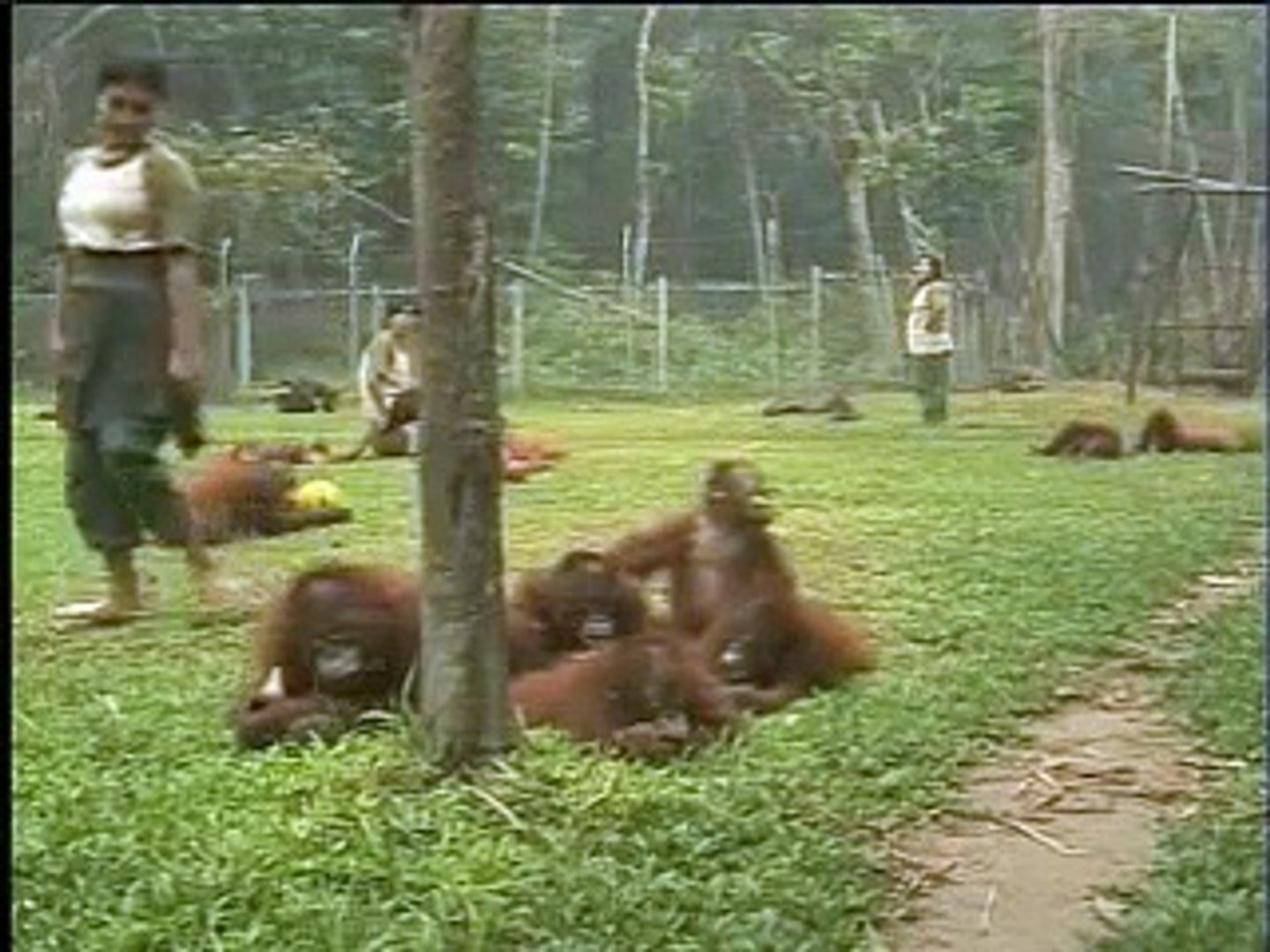 Best of Borneo Orangutan Survival Foundation (BOS)
