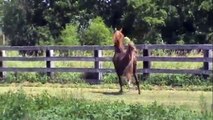 American Saddlebred Stallion  For Sale Starheart Kalu (Medium File)