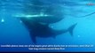 The Biggest Great White Shark Ever?  Deep Blue The Huge 20-foot-long 50-year-old Shark