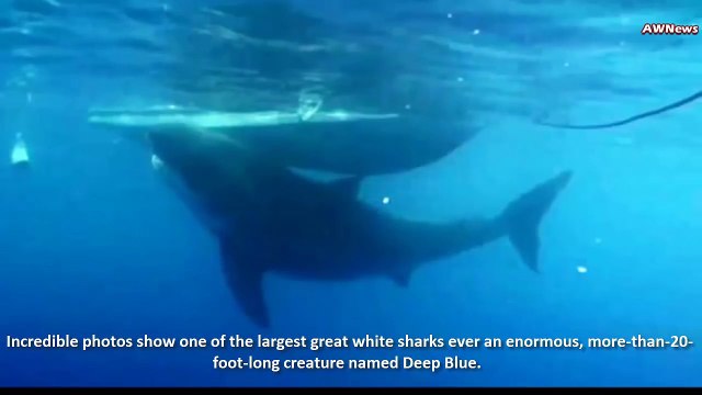 The Biggest Great White Shark Ever? Deep Blue The Huge 20-foot-long 50-year-old Shark