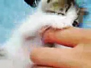 ちっちゃかった頃のチビちゃん（可愛い子猫動画）