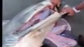 نسخة من Man helps dead shark give birth to 3 babies / Full video