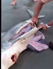 نسخة من Man helps dead shark give birth to 3 babies / Full video