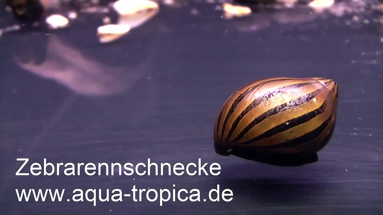 Neritina natalensis zebra