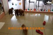 red teacup poodleティーカップサイズ 紅貴賓種公4_0001.wmv