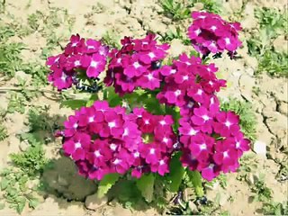 Eqrem Zenelaj - Bishtalecat pale e pale