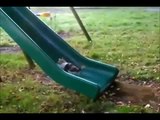 FUNNY GIF COMPILATION NEW FUNNY ANIMAL VINES AND GIFS