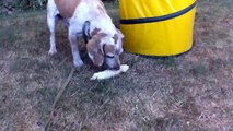 Dog eats corn on the cob