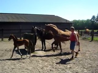 Dekking Mendi - Opan