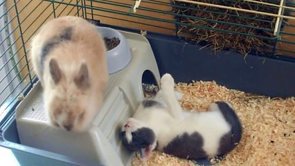 Moment de calin entre un chaton et un lapin nain.