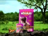 Kattenmand Dierenambulance/Dierenbescherming West-Alblasserwaard whiskas