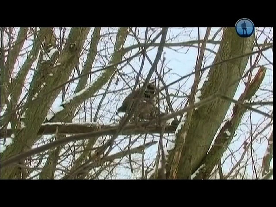 Тимофей Баженов, про зверей - Тамбовский кот