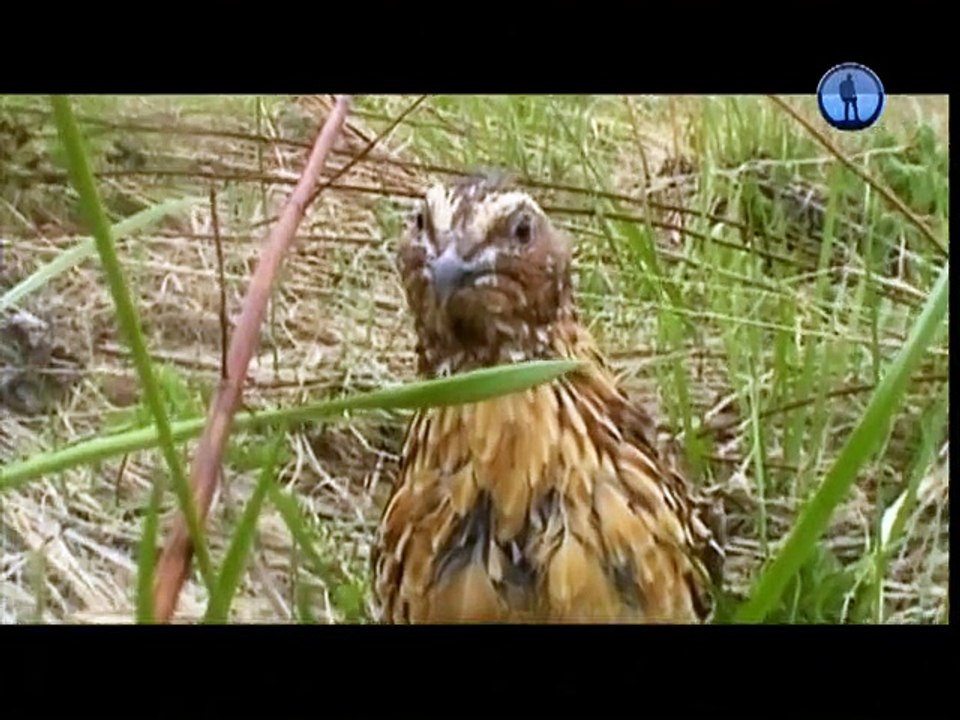 Тимофей Баженов - Аленький грибочек