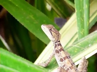 Un basilisco o charancaco (Basiliscus vittatus) hembra - A brown basilisk