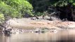 Tanzania - Crocodile vs Wildebeests at Grumeti River