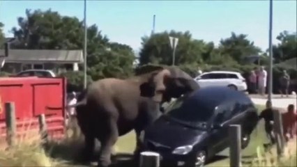 OMG!!! Elephant gone crazy in the public