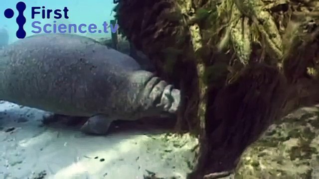 Manatees (sea cows)