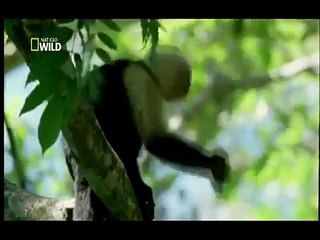 Jardins do Éden - Costa Rica [NatGeo Wild]