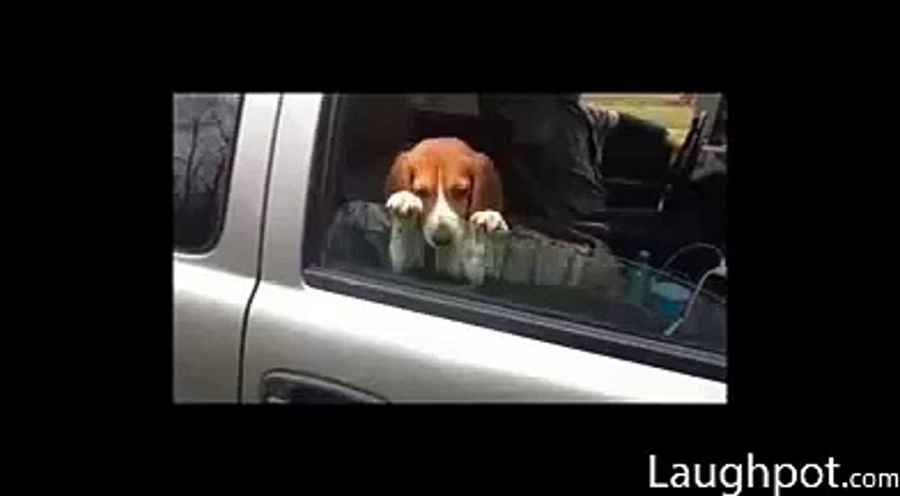 funny video must watch