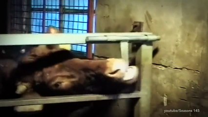 Oojalo - Smart Intelligent Cows