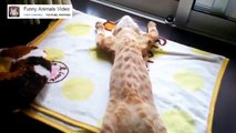 Cat's who just don't care anymore   Funny Animals Video