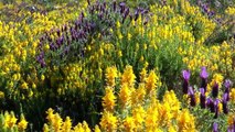 PORTUGAL: sea of flowers at sierra de Monchique (Algarve) (hd-video)