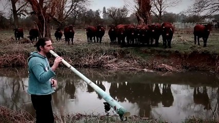 Un sonido mágico atrae a un rebaño de vacas