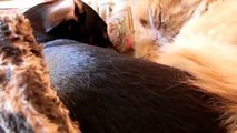 Funny Cats and Dogs Sleeping Compilation 2014 Hilarious Sleeping Cat and Dog