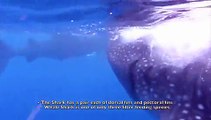 Swimming with Whale Sharks - The Gentle Giants of the Oceans...