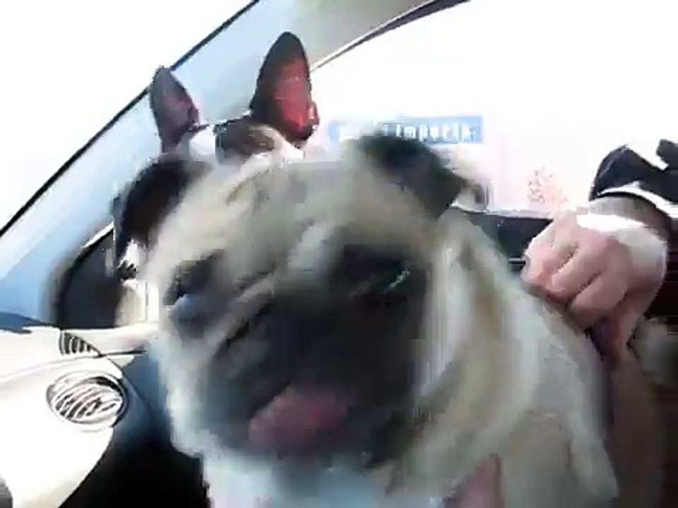 Happy Pug