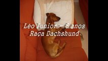 Léo Junior - Cão Tratamento de hérnia de disco acupuntura.